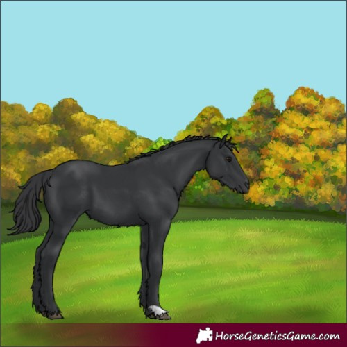 Horse Color:Black 