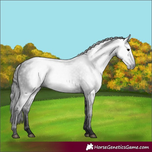 Horse Color:Gray Black 