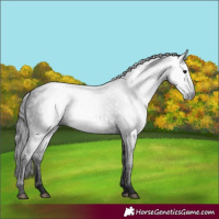 Horse Color:Gray Black 