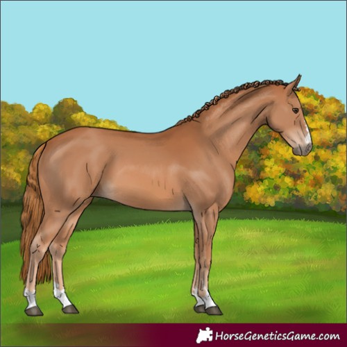 Horse Color:Chestnut 