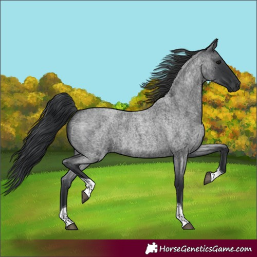 Horse Color:Blue Roan Tobiano Rabicano 