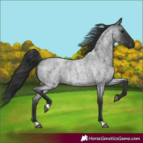 Horse Color:Blue Roan 