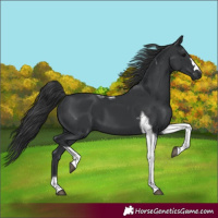 Horse Color:Black Tobiano