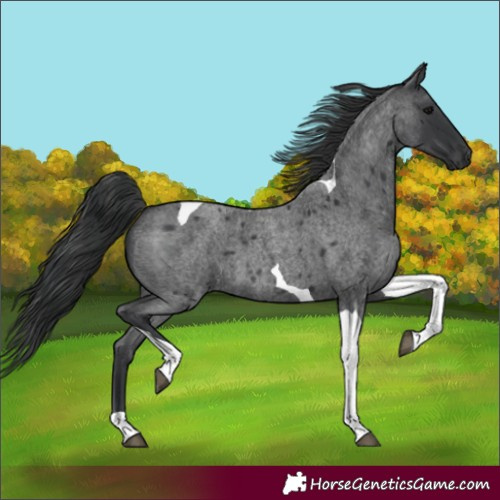 Horse Color:Blue Roan Tobiano 