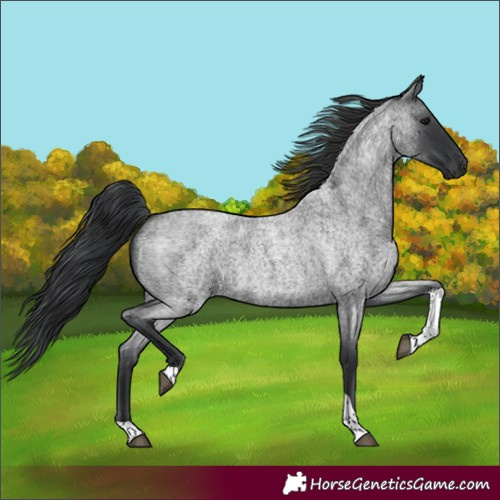 Horse Color:Blue Roan Tobiano 