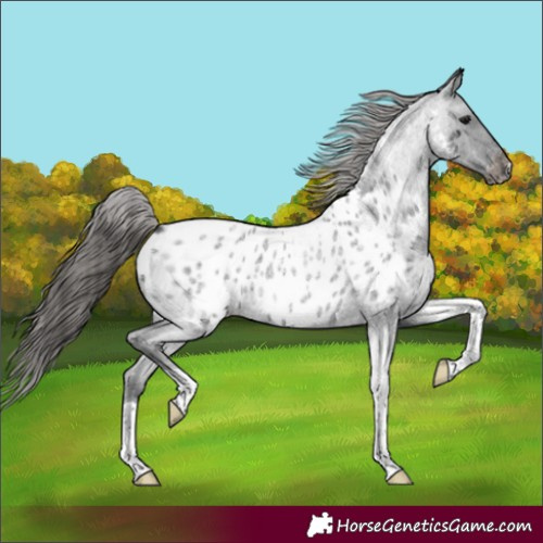 Horse Color:Blue Roan Tobiano Appaloosa 