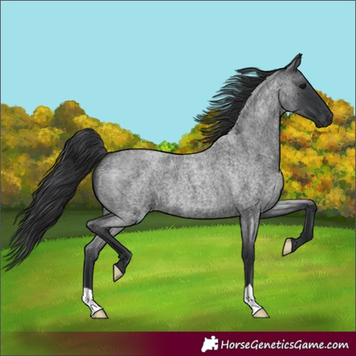 Horse Color:Blue Roan 