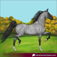 Horse Color:Blue Roan 