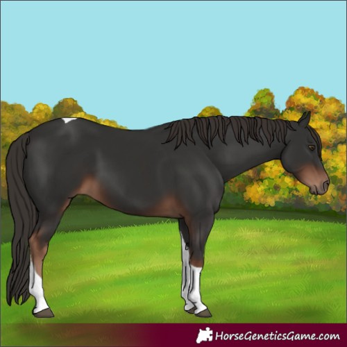 Horse Color:Liver Chestnut Tobiano 