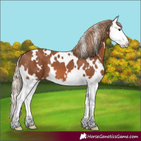 Horse Color:White Spotted Chestnut Splash