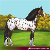 Horse Color:Bay Appaloosa 