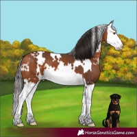 Horse Color:White Spotted Bay Splash Varnish 