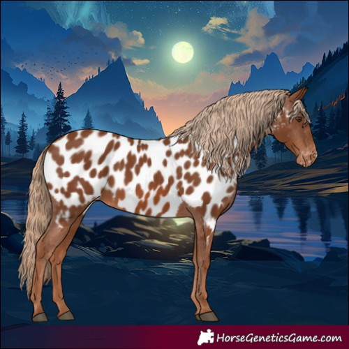 Horse Color:Chestnut Appaloosa