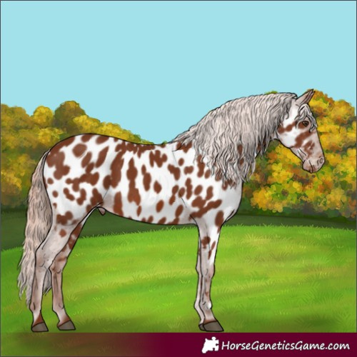 Horse Color:Chestnut Appaloosa 
