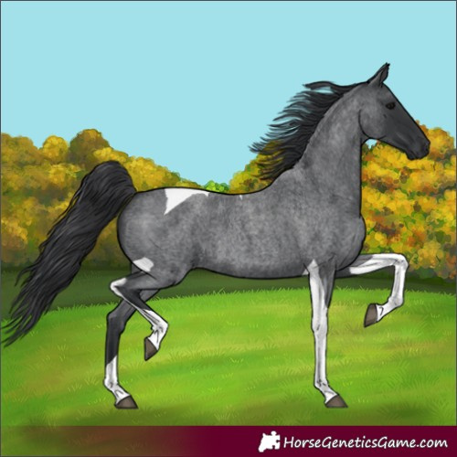 Horse Color:Blue Roan Tobiano 