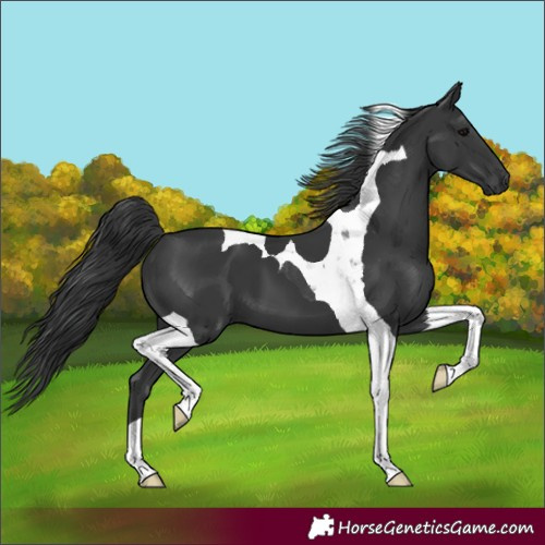 Horse Color:Black Tobiano 