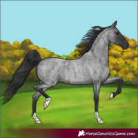 Horse Color:Blue Roan 