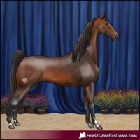 Horse Color:Bay 
