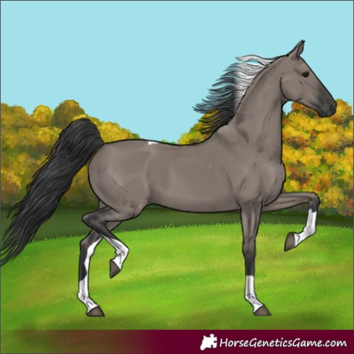 Horse Color:Unknown 