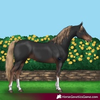 Horse Color:Liver Chestnut Tobiano 