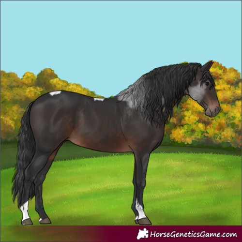 Horse Color:Brown Tobiano