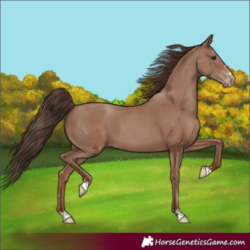 Horse Color:Classic Champagne 