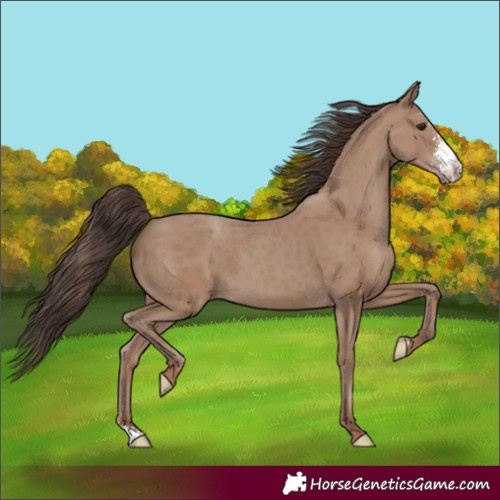 Horse Color:Classic Champagne Sabino 