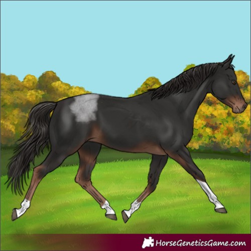 Horse Color:Liver Chestnut Tobiano 