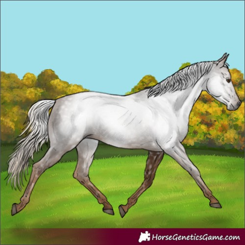 Horse Color:Gray White Spotted Chocolate Palomino 
