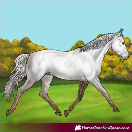 Horse Color:Gray White Spotted Chocolate Palomino 
