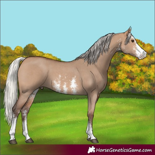 Horse Color:Silver Brown Dun Sabino 