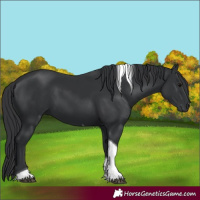 Horse Color:Black Tobiano