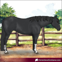 Horse Color:Black Tobiano 