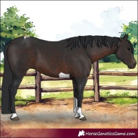 Horse Color:Brown Tobiano 