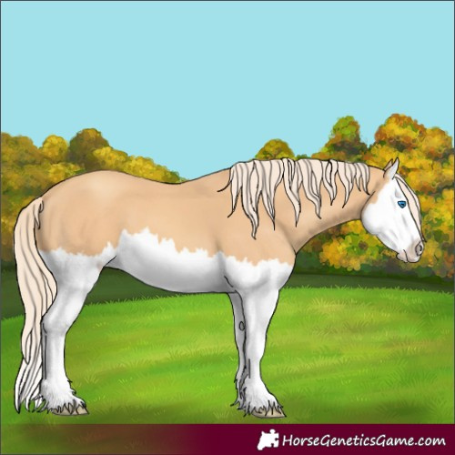 Horse Color:Gold Champagne Splash 