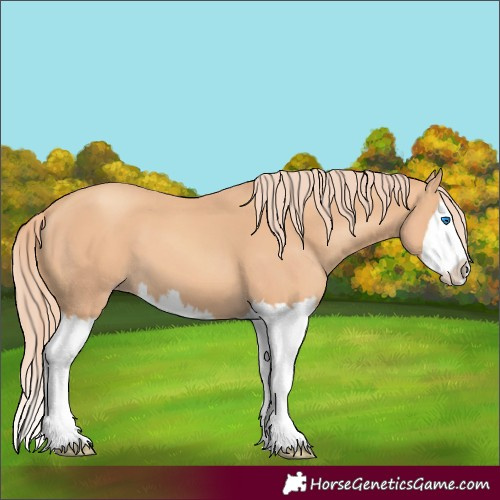 Horse Color:Gold Champagne Splash 