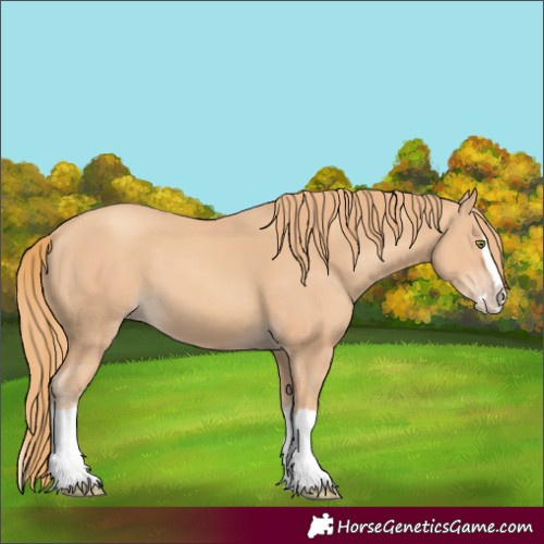 Horse Color:Gold Champagne Splash 