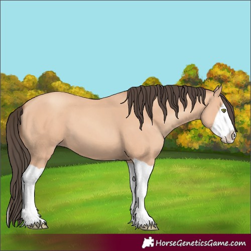 Horse Color:Amber Champagne Splash 