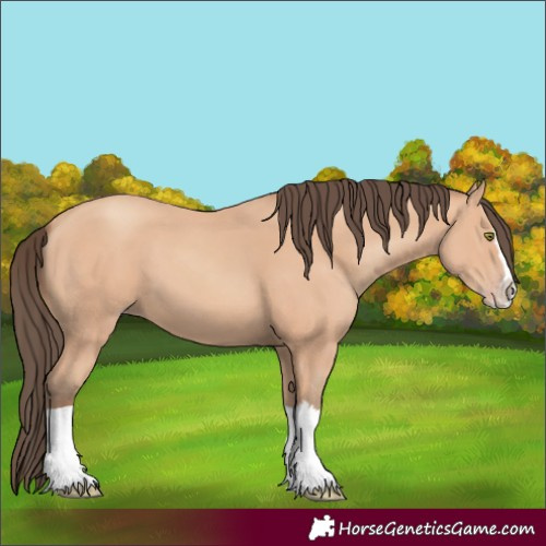 Horse Color:Amber Champagne Splash 