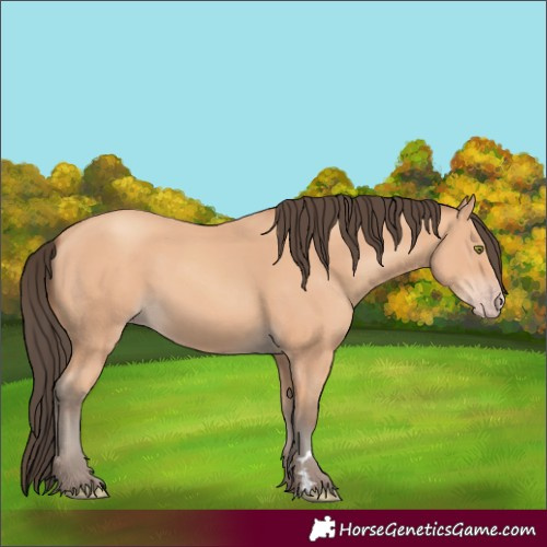 Horse Color:Amber Champagne 