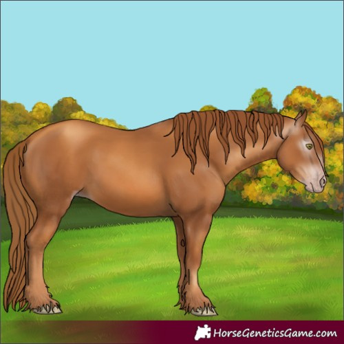 Horse Color:Gray Gold Champagne 