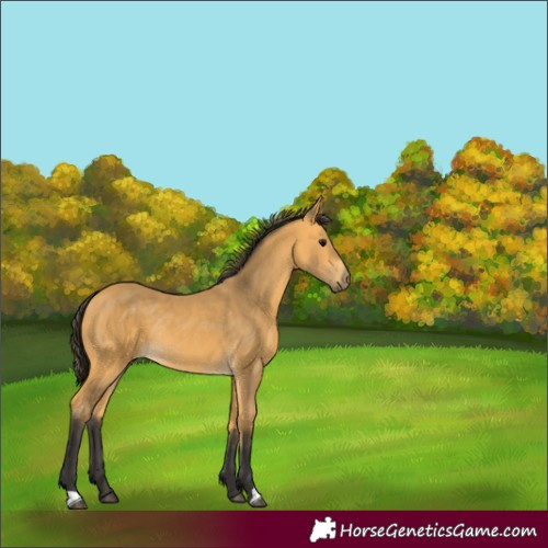 Horse Color:Buckskin Rabicano 