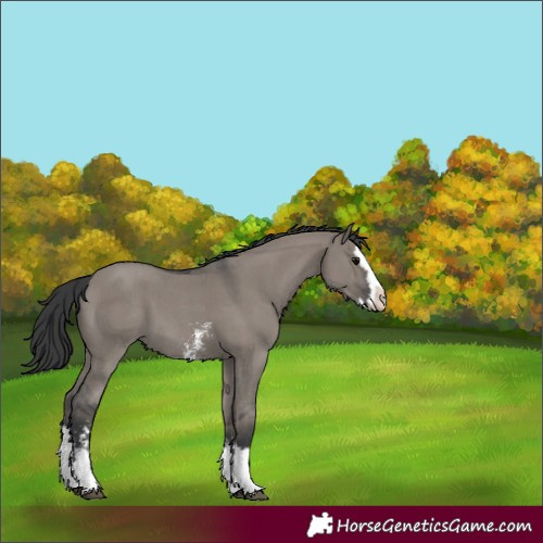 Horse Color:Grullo Sabino Splash 
