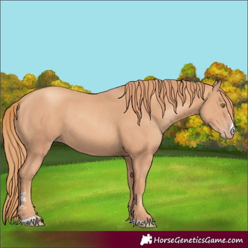 Horse Color:Gold Champagne