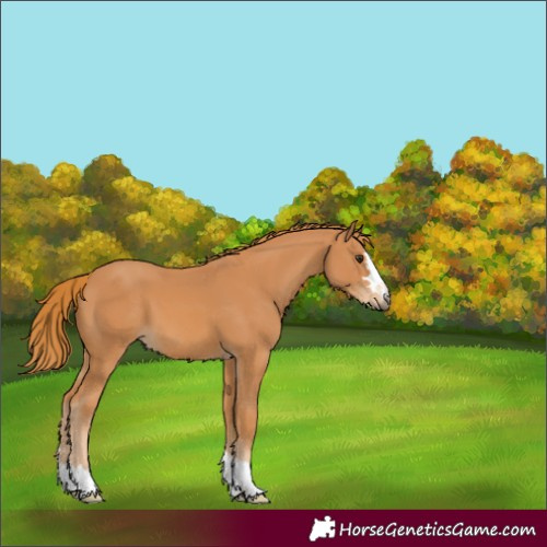 Horse Color:Chestnut 