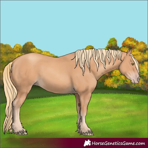 Horse Color:Gold Champagne 