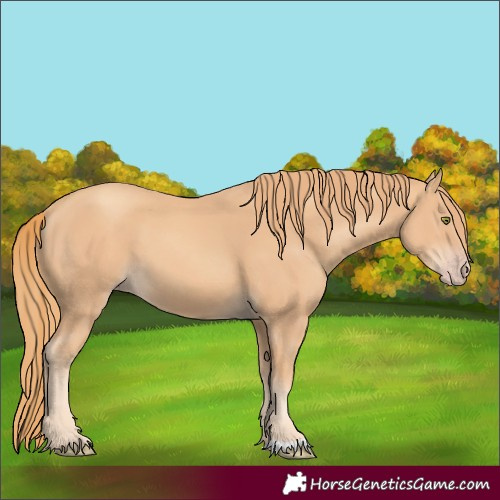 Horse Color:Gold Champagne 