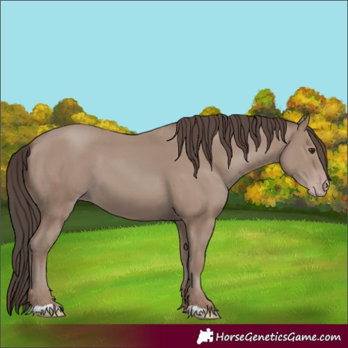 Horse Color:Classic Champagne 