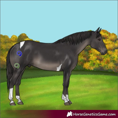 Horse Color:Smoky Black Tobiano 