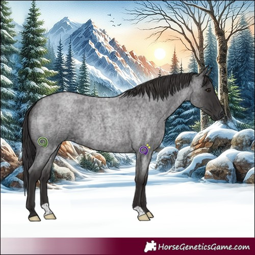 Horse Color:Smoky Blue Roan 